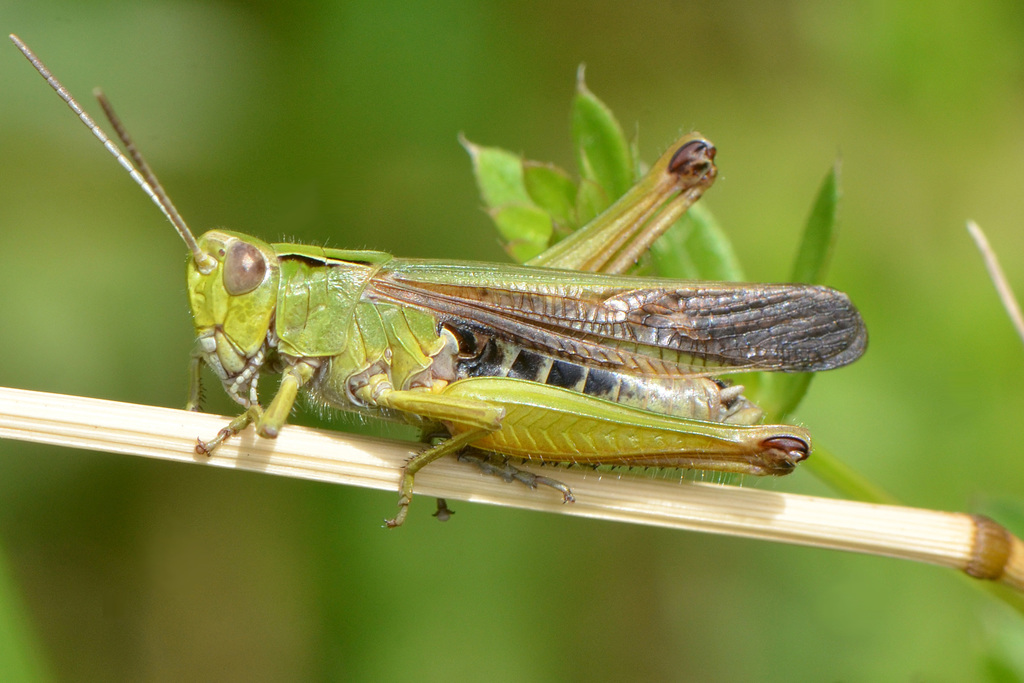 grasshopper